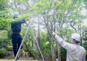 樹木剪定・刈込作業